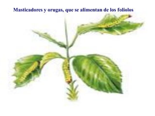 masticadores
Masticadores y orugas, que se alimentan de los foliolos
 