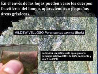 pero
En el envés de las hojas pueden verse los cuerpos
fructíferos del hongo, apareciendo en pequeñas
áreas grisáceas.
MILDEW VELLOSO Peronospora sparsa (Berk)
Necesaria un película de agua y/o alta
humedad relativa HR > de 85% constante y
una T de 20°C
 