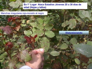 Pero inv
En 1° Lugar Ataca Estadios Jóvenes 25 a 30 días de
edad (Hojas y tallos)
Manchas irregulares rojo-morado al negro
Distorsionando
 