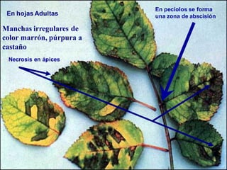 Manchas irregulares de
color marrón, púrpura a
castaño
En hojas Adultas
En pecíolos se forma
una zona de abscisión
Necrosis en ápices
 