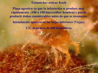 Tetranichus
Tetranichus urticae Koch
Plaga agresiva ya que la infestación se produce muy
rápidamente (100 a 150 huevecillos/ hembra) y puede
producir daños considerables antes de que se reconozca.
Inicialmente aparece en las hojas inferiores (Viejas)
T.U. tiene mas de 600 hospederos
 