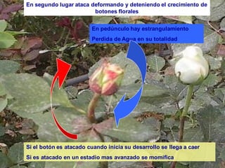En segundo lugar ataca deformando y deteniendo el crecimiento de
botones florales
En pedúnculo hay estrangulamiento
Perdida de Agua en su totalidad
Si el botón es atacado cuando inicia su desarrollo se llega a caer
Si es atacado en un estadio mas avanzado se momifica
 