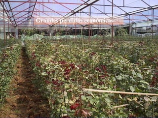 Lost stemGrandes perdidas económicas
 