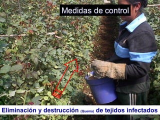 Pero inv
Eliminación y destrucción (Quema) de tejidos infectados
Medidas de control
 