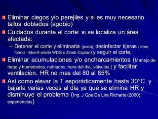 Eliminar ciegos y/o perejiles y si es muy necesario
tallos doblados (agobio)
Cuidados durante el corte: si se localiza un área
afectada:
– Detener el corte y eliminarla (poda), desinfectar tijeras (cloro,
formol, ridomil-aliette WDG o Zineb-Captan) y seguir el corte.
Eliminar acumulaciones y/o encharcamientos (Manejo de
riego y humedades, nublados, hora del día, válvulas,) y facilitar
ventilación. HR no mas del 80 al 85%
Así como elevar la T esporádicamente hasta 30°C y
bajarla varias veces al día ya que se elimina HR y
disminuye el problema (Ing. J Gpe De Lira Richarte (2000),
experiencias)
 