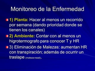 Monitoreo de la Enfermedad
1) Planta: Hacer al menos un recorrido
por semana (dando prioridad donde se
tienen los canales)
2) Ambiente: Contar con al menos un
higrotermografo para conocer T y HR
3) Eliminación de Malezas: aumentan HR
con transpiración; además de ocurrir un
traslape (maleza-rosal).
 