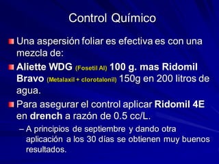 Control Químico
Una aspersión foliar es efectiva es con una
mezcla de:
Aliette WDG (Fosetil Al) 100 g. mas Ridomil
Bravo (Metalaxil + clorotalonil) 150g en 200 litros de
agua.
Para asegurar el control aplicar Ridomil 4E
en drench a razón de 0.5 cc/L.
– A principios de septiembre y dando otra
aplicación a los 30 días se obtienen muy buenos
resultados.
 
