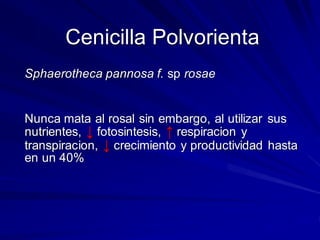 Cenicilla Polvorienta
Sphaerotheca pannosa f. sp rosae
Nunca mata al rosal sin embargo, al utilizar sus
nutrientes, ↓ fotosintesis, ↑ respiracion y
transpiracion, ↓ crecimiento y productividad hasta
en un 40%
 