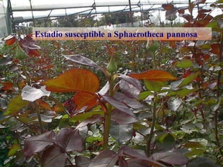 Estadio susceptible de cenicilla
Estadio susceptible a Sphaerotheca pannosa
 