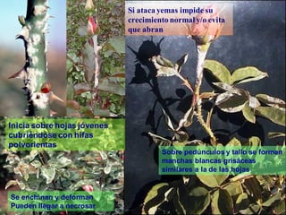 cenicilla
Si ataca yemas impide su
crecimiento normal y/o evita
que abran
Inicia sobre hojas jóvenes
cubriéndose con hifas
polvorientas
Se enchinan y deforman
Pueden llegar a necrosar
Sobre pedúnculos y tallo se forman
manchas blancas grisáceas
similares a la de las hojas
 