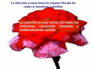 Cenicilla
La infección avanza hasta los órganos florales los
cuales se decoloran y atrofian
La cenicilla es muy común en todos los
ambientes incluyendo húmedos a
moderadamente calidos
 