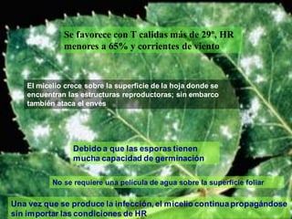 CenicillaSe favorece con T calidas más de 29º, HR
menores a 65% y corrientes de viento
Debido a que las esporas tienen
mucha capacidad de germinación
No se requiere una película de agua sobre la superficie foliar
Una vez que se produce la infección, el micelio continuapropagándose
sin importar las condiciones de HR
El micelio crece sobre la superficie de la hoja donde se
encuentran las estructuras reproductoras; sin embarco
también ataca el envés
 