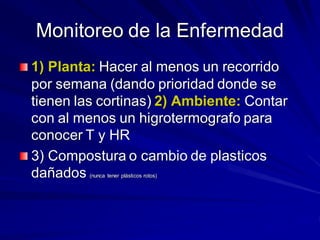 Monitoreo de la Enfermedad
1) Planta: Hacer al menos un recorrido
por semana (dando prioridad donde se
tienen las cortinas) 2) Ambiente: Contar
con al menos un higrotermografo para
conocer T y HR
3) Compostura o cambio de plasticos
dañados (nunca tener plásticos rotos)
 