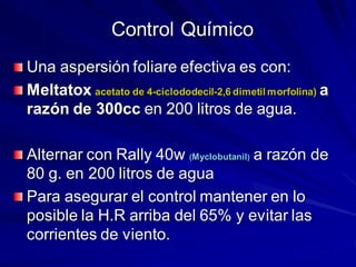 Control Químico
Una aspersión foliare efectiva es con:
Meltatox acetato de 4-ciclododecil-2,6 dimetil morfolina) a
razón de 300cc en 200 litros de agua.
Alternar con Rally 40w (Myclobutanil) a razón de
80 g. en 200 litros de agua
Para asegurar el control mantener en lo
posible la H.R arriba del 65% y evitar las
corrientes de viento.
 