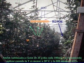 cenicillaH2O
H2SO4
Azufre sublimado a razón de 20 g/día cada 100m2 y se recomienda
aplicar cuando la T es menor a 20º C y la HR menor al 65%
 