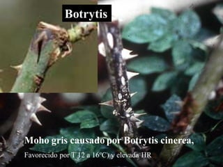 Botritis
Moho gris causado por Botrytis cinerea,
Favorecido por T 12 a 16ºC) y elevada HR
Botrytis
 