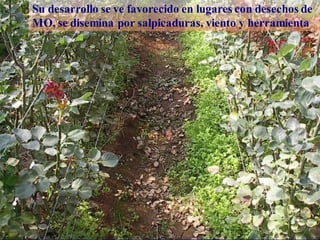 Botrit desechos
Su desarrollo se ve favorecido en lugares con desechos de
MO, se disemina por salpicaduras, viento y herramienta
 