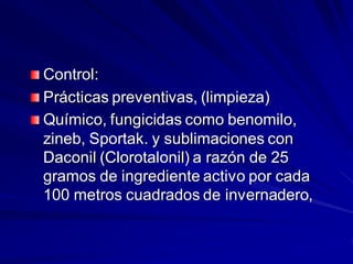 Control:
Prácticas preventivas, (limpieza)
Químico, fungicidas como benomilo,
zineb, Sportak. y sublimaciones con
Daconil (Clorotalonil) a razón de 25
gramos de ingrediente activo por cada
100 metros cuadrados de invernadero,
 