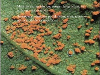 roya
Manchas anaranjadas que rompen la epidermis, es
un hongo macrociclico,
Se propaga o disemina por el viento, salpicaduras y
por la ayuda de los insectos
 