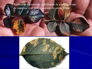 Roya
Reduce la fotosíntesis debilitando la planta además
de manchar con polvo anaranjado otros tallos
 