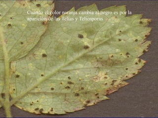 RoyaCuando el color naranja cambia al negro es por la
aparición de las Telias y Teliosporas
 