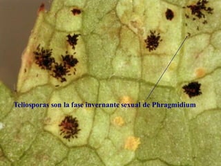Roya telias
Teliosporas son la fase invernante sexual de Phragmidium
 