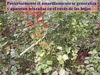 tetranichus
Posteriormente el amarillamiento se generaliza
y aparecen telarañas en el envés de las hojas
 