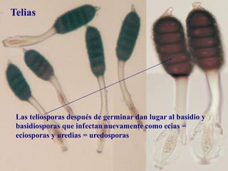 Roya telias
Las teliosporas después de germinar dan lugar al basidio y
basidiosporas que infectan nuevamente como ecias =
eciosporas y uredias = uredosporas
Telias
 