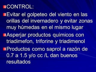CONTROL:
Evitar el golpeteo del viento en las
orillas del invernadero y evitar zonas
muy húmedas en el mismo lugar
Asperjar productos químicos con
triadimefon, triforine y triadimenol
Productos como saprol a razón de
0.7 a 1.5 y/o cc /L dan buenos
resultados
 