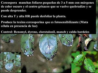 Cercospora
Cercospora manchas foliares pequeñas de 3 a 5 mm con márgenes
de color oscuro y el centro grisaceo que se vuelve quebradizo y se
puede desprender.
Con alta T y alta HR puede desfoliar la planta.
Produce la toxina cercosporina que es fotosensibilizante (Mata
célula en presencia de luz)
Control: Benomyl, dyrene, clorotalonil, maneb y caldo bordeles
 