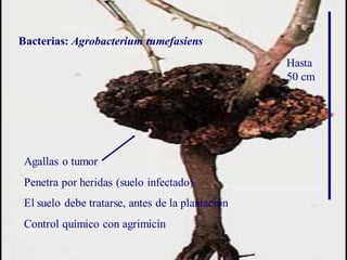 Agrobacterium
Agallas o tumor
Penetra por heridas (suelo infectado).
El suelo debe tratarse, antes de la plantación
Control químico con agrimicin
Bacterias: Agrobacterium tumefasiens
Hasta
50 cm
 