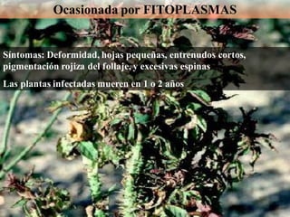 Rose rosette (Escoba de bruja)
Síntomas: Deformidad, hojas pequeñas, entrenudos cortos,
pigmentación rojiza del follaje, y excesivas espinas
Las plantas infectadas mueren en 1 o 2 años
Ocasionada por FITOPLASMAS
 