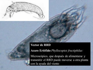 rosette
Vector de RRD
Acaro Eriófido Phyllocoptes fructiphilus
Microscópico, que después de alimentarse y
transmitir el RRD puede moverse a otra planta
con la ayuda del viento
 