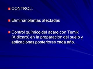 CONTROL:
Eliminar plantas afectadas
Control químico del acaro con Temik
(Aldicarb) en la preparación del suelo y
aplicaciones posteriores cada año.
 