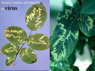 Mosaico
Mosaico causado por infección
de virus
 