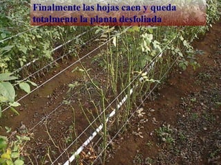 tertanichus
Finalmente las hojas caen y queda
totalmente la planta desfoliada
 