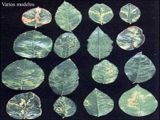 Mosaico
Varios modelos
 