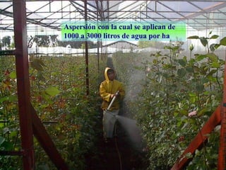 ControlAspersión con la cual se aplican de
1000 a 3000 litros de agua por ha
 
