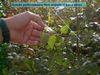 Control
Queda perfectamente bien mojado el haz y envez
 