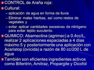 CONTROL de Araña roja:
Cultural:
– aplicación de agua en forma de lluvia
– Eliminar malas hierbas, así como restos de
vegetales y
– evitar aplicar cantidades excesivas de nitrógeno
para evitar tejido suculento.
QUIMICO: Abamectina (agrimec) a 0.4cc/L,
realizar 2 aplicaciones espaciadas a 4 días
máximo 5 y posteriormente una aplicación con
Acaristop (ovicida) a razón de 80 cc/200 L de
agua
También son eficientes ingredientes activos
como Bifentrin, Amitraz, Propargite y Dicofol
 
