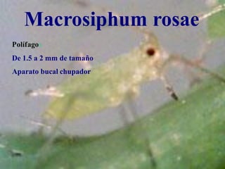 pulgonMacrosiphum rosae
Polífagos
De 1.5 a 2 mm de tamaño
Aparato bucal chupador
 
