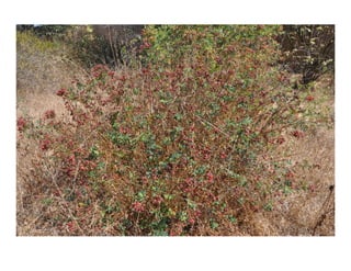 Rosa californica   web show