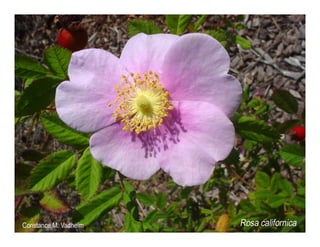 Rosa californica   web show