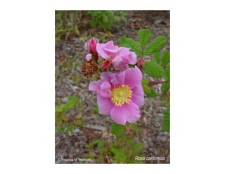 Rosa californica   web show