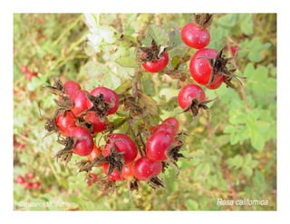 Rosa californica   web show