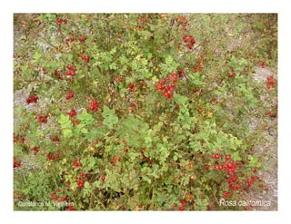 Rosa californica   web show