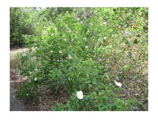 Rosa californica   web show