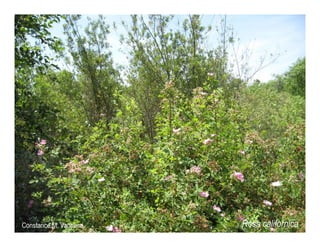 Rosa californica   web show