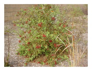 Rosa californica   web show