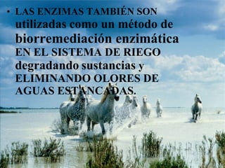 • LAS ENZIMAS TAMBIÉN SON
utilizadas como un método de
biorremediación enzimática
EN EL SISTEMA DE RIEGO
degradando sustancias y
ELIMINANDO OLORES DE
AGUAS ESTANCADAS.